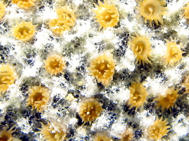 Sponge Zoanthid - Umimayanthus parasiticus - Grand Cayman