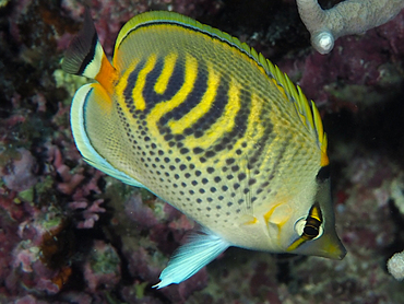 Spot-Banded Butterflyfish - Chaetodon punctatofasciatus - Great Barrier Reef, Australia