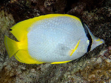 Spotfin Butterflyfish - Chaetodon ocellatus - Turks and Caicos