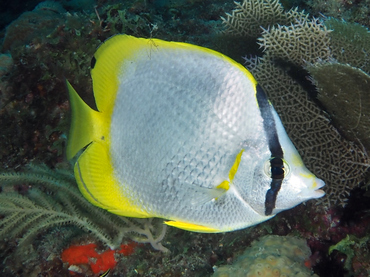 Spotfin Butterflyfish - Chaetodon ocellatus - Palm Beach, Florida