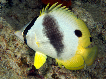 Spotfin Butterflyfish - Chaetodon ocellatus - Cozumel, Mexico