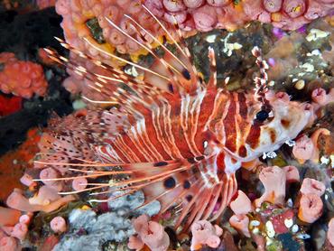 Spotfin Lionfish - Pterois antennata - Komodo, Indonesia