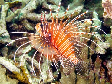 Spotfin Lionfish - Pterois antennata - Yap, Micronesia