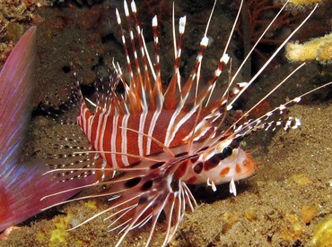 Spotfin Lionfish - Pterois antennata - Dumaguete, Philippines