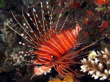 Spotfin Lionfish - Pterois antennata - Fiji