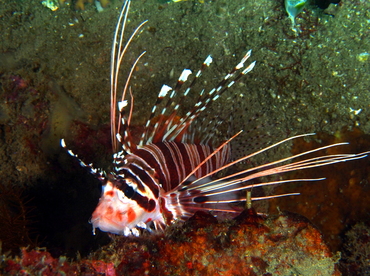 Spotfin Lionfish - Pterois antennata - Anilao, Philippines