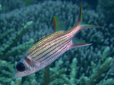 Spotfin Squirrelfish - Neoniphon sammara - Lombok, Indonesia
