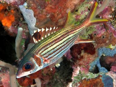 Spotfin Squirrelfish - Neoniphon sammara - Komodo, Indonesia