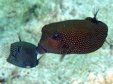 Spotted Boxfish - Ostracion meleagris - Palau