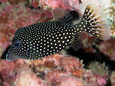 Spotted Boxfish - Ostracion meleagris - Moorea, French Polynesia