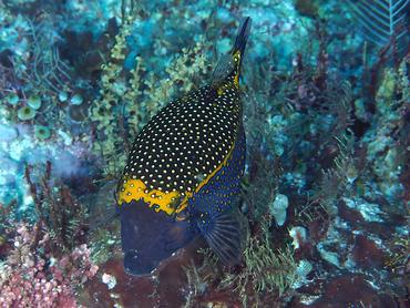 Spotted Boxfish - Ostracion meleagris - Komodo, Indonesia