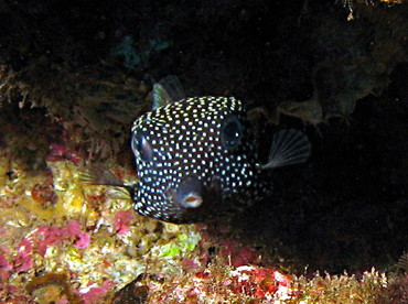 Spotted Boxfish - Ostracion meleagris - Lanai, Hawaii