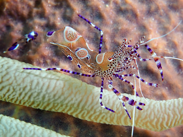 Spotted Cleaner Shrimp - Periclimenes yucatanicus - Bonaire