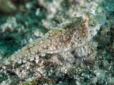 Spotted Dragonet - Diplogrammus pauciradiatus - British Virgin Islands
