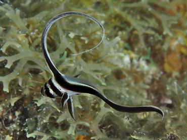 Spotted Drum - Equetus punctatus - British Virgin Islands