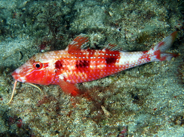 Spotted Goatfish - Pseudupeneus maculatus - Palm Beach, Florida