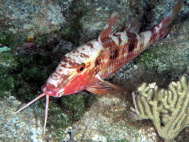 Spotted Goatfish - Pseudupeneus maculatus - Turks and Caicos