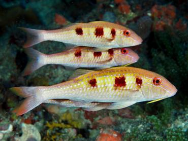 Spotted Goatfish - Pseudupeneus maculatus - Palm Beach, Florida