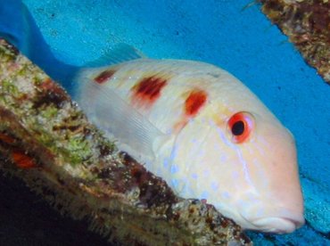 Spotted Goatfish - Pseudupeneus maculatus - Isla Mujeres, Mexico