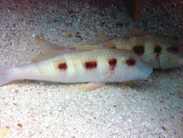 Spotted Goatfish - Pseudupeneus maculatus - Key Largo, Florida