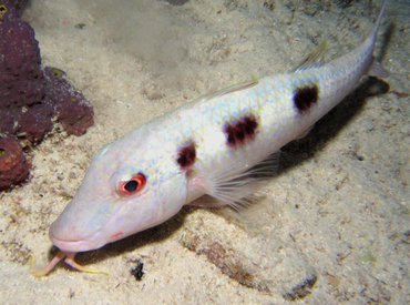 Spotted Goatfish - Pseudupeneus maculatus - Bonaire