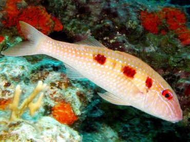 Spotted Goatfish - Pseudupeneus maculatus - St Thomas, USVI