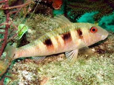 Spotted Goatfish - Pseudupeneus maculatus - Nassau, Bahamas