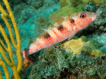 Spotted Goatfish - Pseudupeneus maculatus - Eleuthera, Bahamas