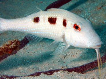 Spotted Goatfish - Pseudupeneus maculatus - The Exumas, Bahamas