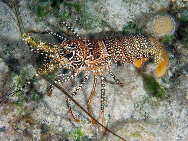 Spotted Spiny Lobster - Panulirus guttatus - Turks and Caicos