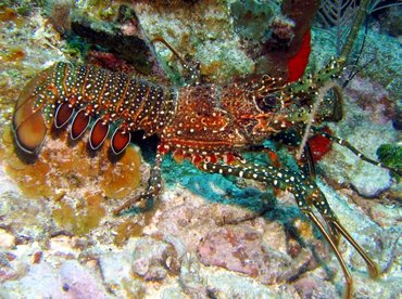 Spotted Spiny Lobster - Panulirus guttatus - Roatan, Honduras