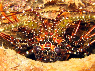 Spotted Spiny Lobster - Panulirus guttatus - Nassau, Bahamas