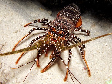 Spotted Spiny Lobster - Panulirus guttatus - Bonaire