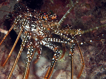 Spotted Spiny Lobster - Panulirus guttatus - Eleuthera, Bahamas