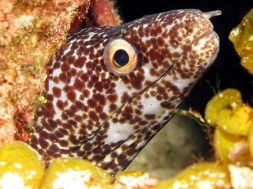 Spotted Moray Eel - Gymnothorax moringa - Nassau, Bahamas