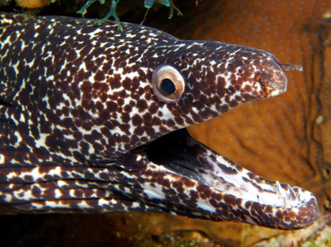 Spotted Moray Eel - Gymnothorax moringa - Turks and Caicos
