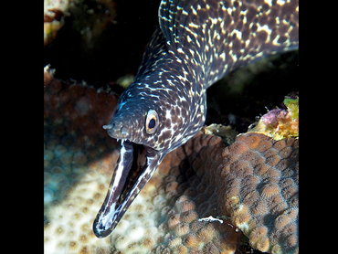Spotted Moray Eel - Gymnothorax moringa - Bonaire