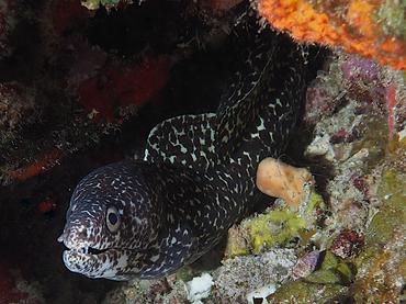 Spotted Moray Eel - Gymnothorax moringa - British Virgin Islands