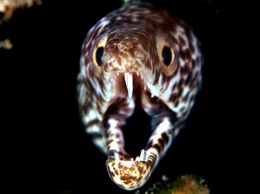 Spotted Moray Eel - Gymnothorax moringa - Palm Beach, Florida