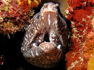 Spotted Moray Eel - Gymnothorax moringa - Belize