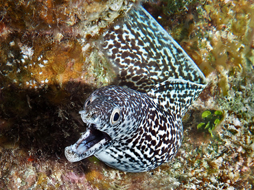 Spotted Moray Eel - Gymnothorax moringa - Turks and Caicos