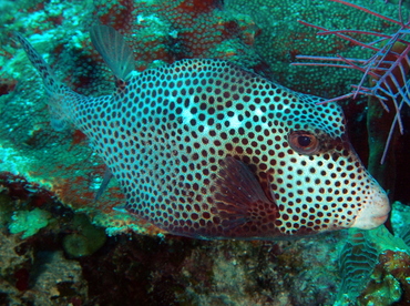 Spotted Trunkfish - Lactophrys bicaudalis - Belize