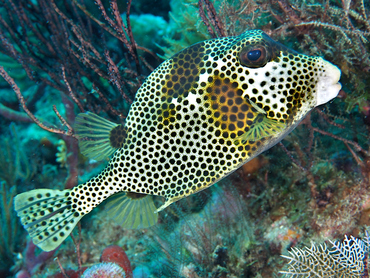 Spotted Trunkfish - Lactophrys bicaudalis - Palm Beach, Florida