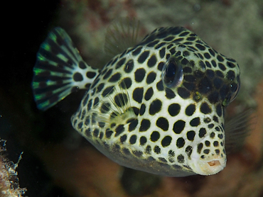 Spotted Trunkfish - Lactophrys bicaudalis - Bonaire