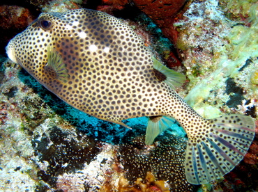 Spotted Trunkfish - Lactophrys bicaudalis - Nassau, Bahamas