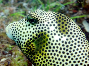 Spotted Trunkfish - Lactophrys bicaudalis - St Kitts