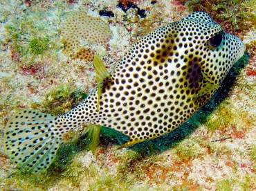 Spotted Trunkfish - Lactophrys bicaudalis - Grand Cayman