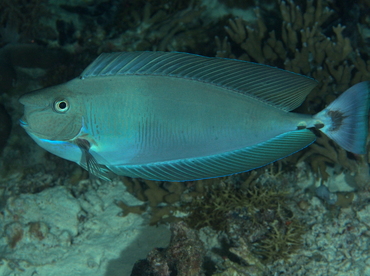 Paletail Unicornfish - Naso brevirostris - Palau