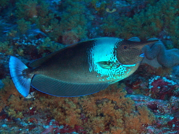 Paletail Unicornfish - Naso brevirostris - Palau