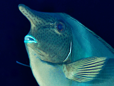 Paletail Unicornfish - Naso brevirostris - Great Barrier Reef, Australia